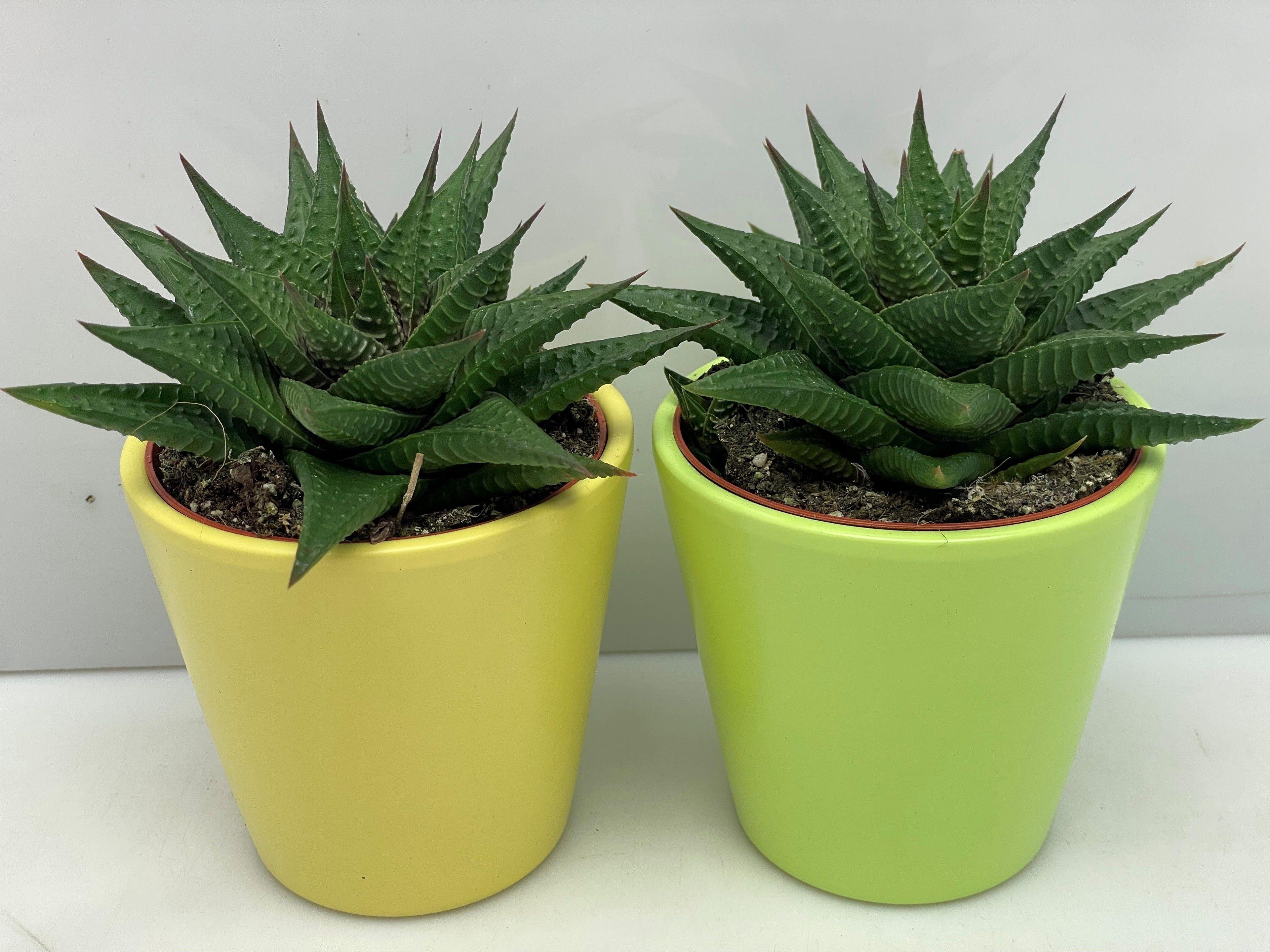 Горшечные цветы и растения оптом Hawo Limifolia от 11шт из Голландии с доставкой по России