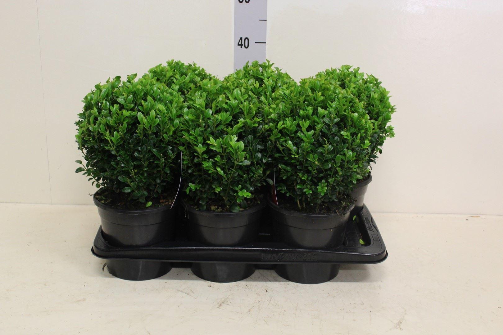 Горшечные цветы и растения оптом Buxus Semp. ... от 6шт из Голландии с доставкой по России Горшечные цветы и растения оптом Buxus Semp. ... от 6шт из Голландии с доставкой по России