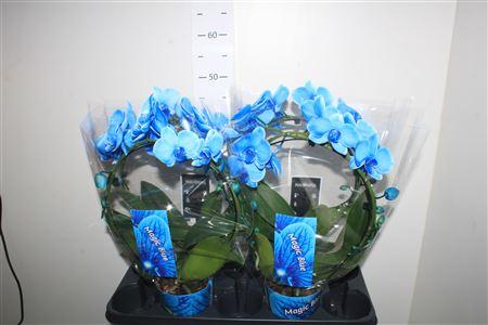 Горшечные цветы и растения оптом Phal Paint magic Spiegelboog Blue от 4шт из Голландии с доставкой по России