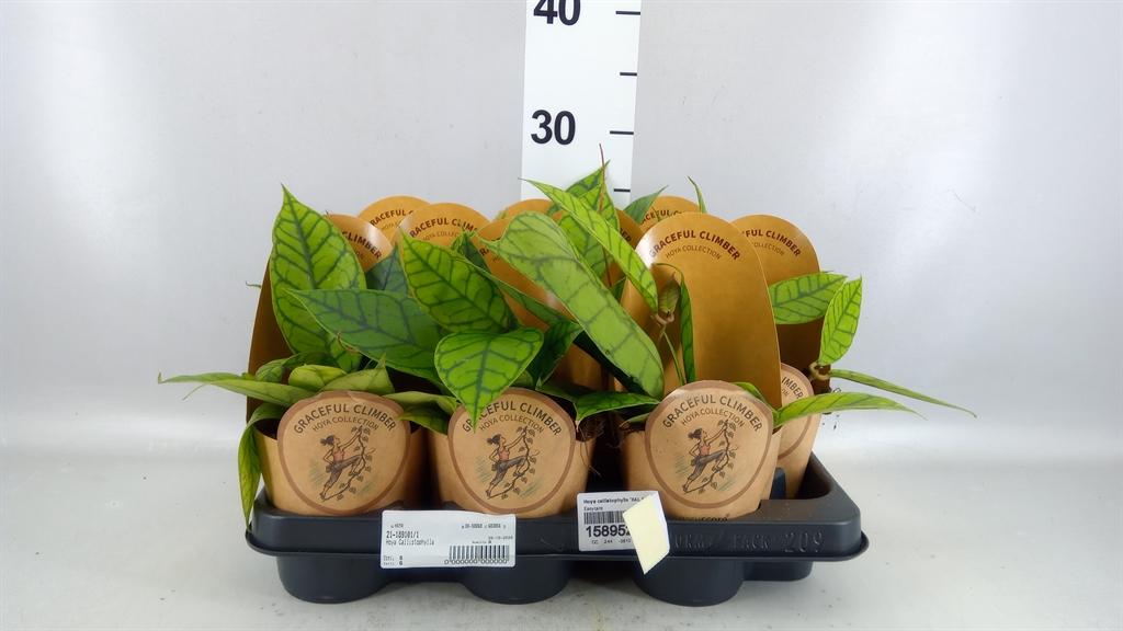 Горшечные цветы и растения оптом Hoya Callistophylla kal 16 от 8шт из Голландии с доставкой по России