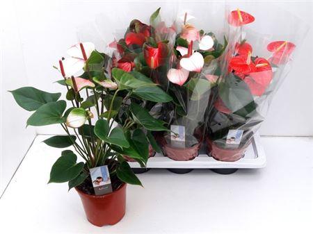 Горшечные цветы и растения оптом Anthu An Gem 3 Kl 5+ от 6шт из Голландии с доставкой по России