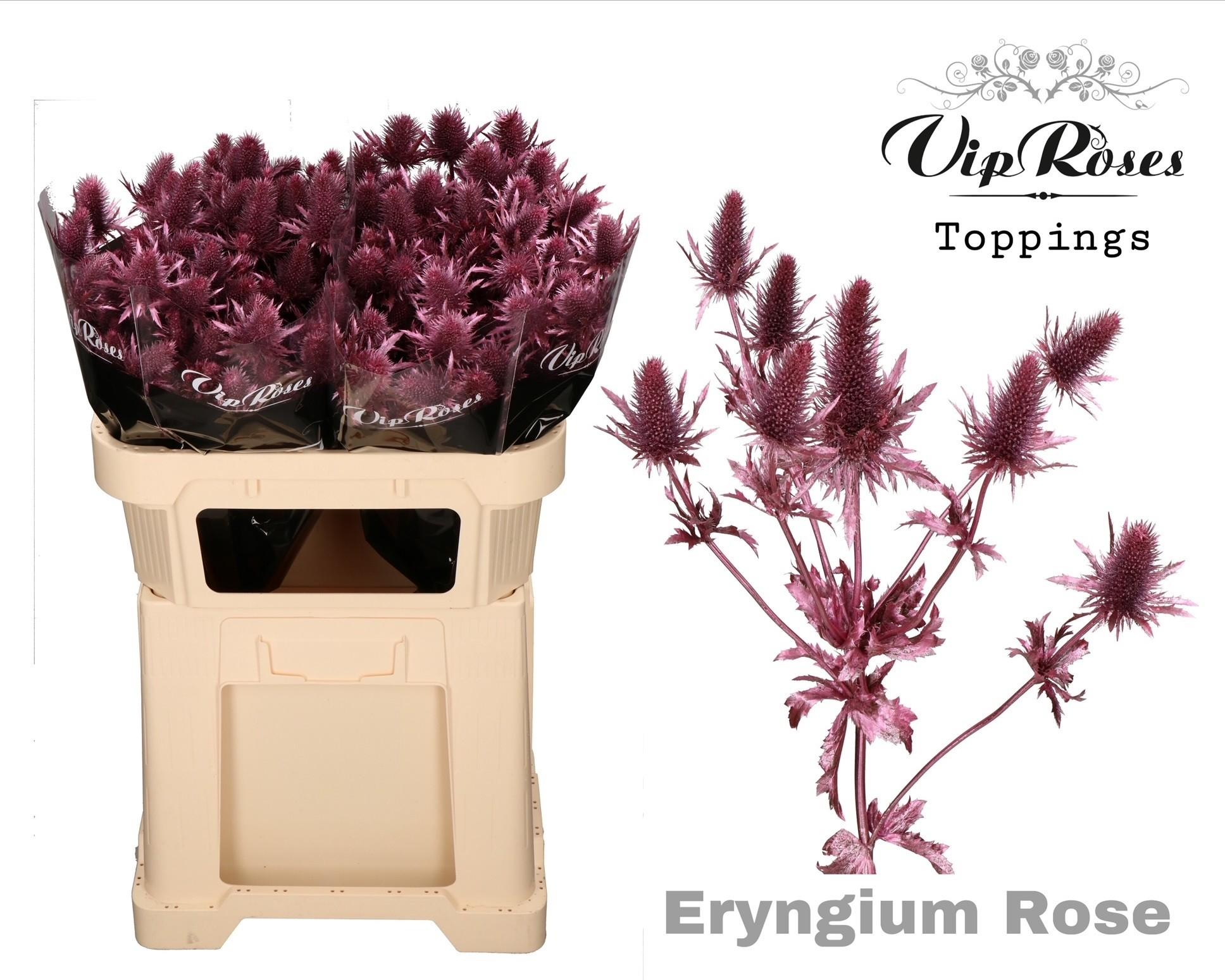 Срезанные цветы оптом Eryngium supernova paint pink metallic от 20шт из Голландии с доставкой по России