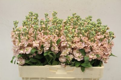 Срезанные цветы оптом Matthiola apricot от 40шт из Голландии с доставкой по России