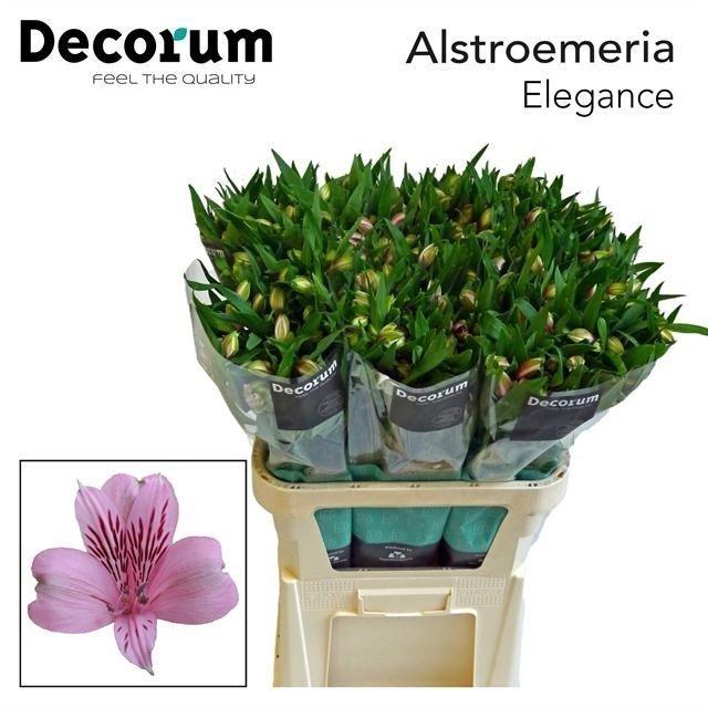 Срезанные цветы оптом Alstroemeria elegance от 60шт из Голландии с доставкой по России