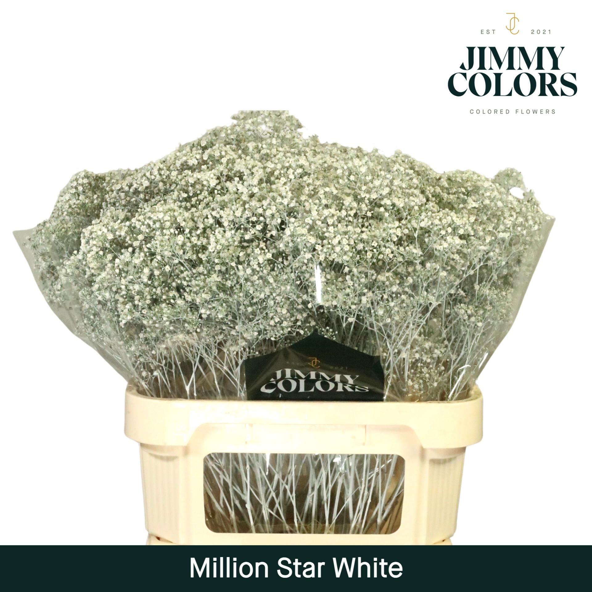 Срезанные цветы оптом Gyps large paint white от 50шт из Голландии с доставкой по России