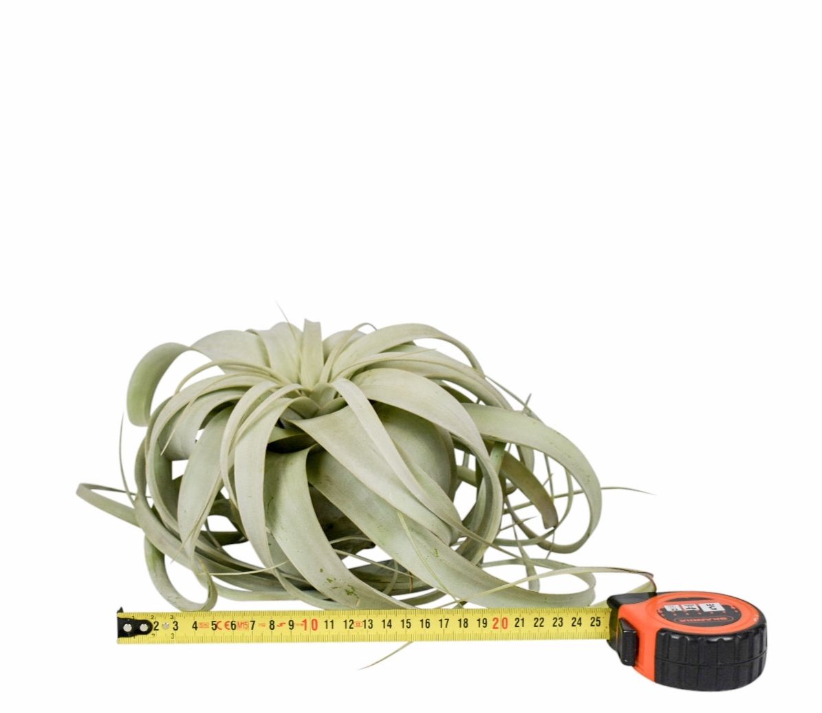 Горшечные цветы и растения оптом Tillandsia Xerograph от 2шт из Голландии с доставкой по России