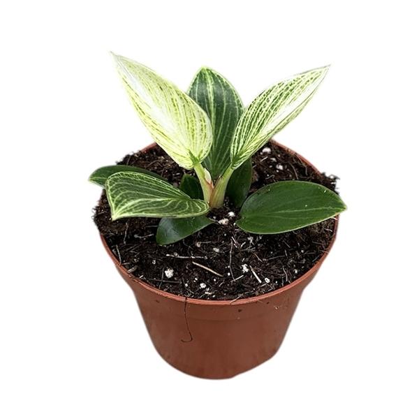 Горшечные цветы и растения оптом Philodendron Birkin Galaxy от 1шт из Голландии с доставкой по России