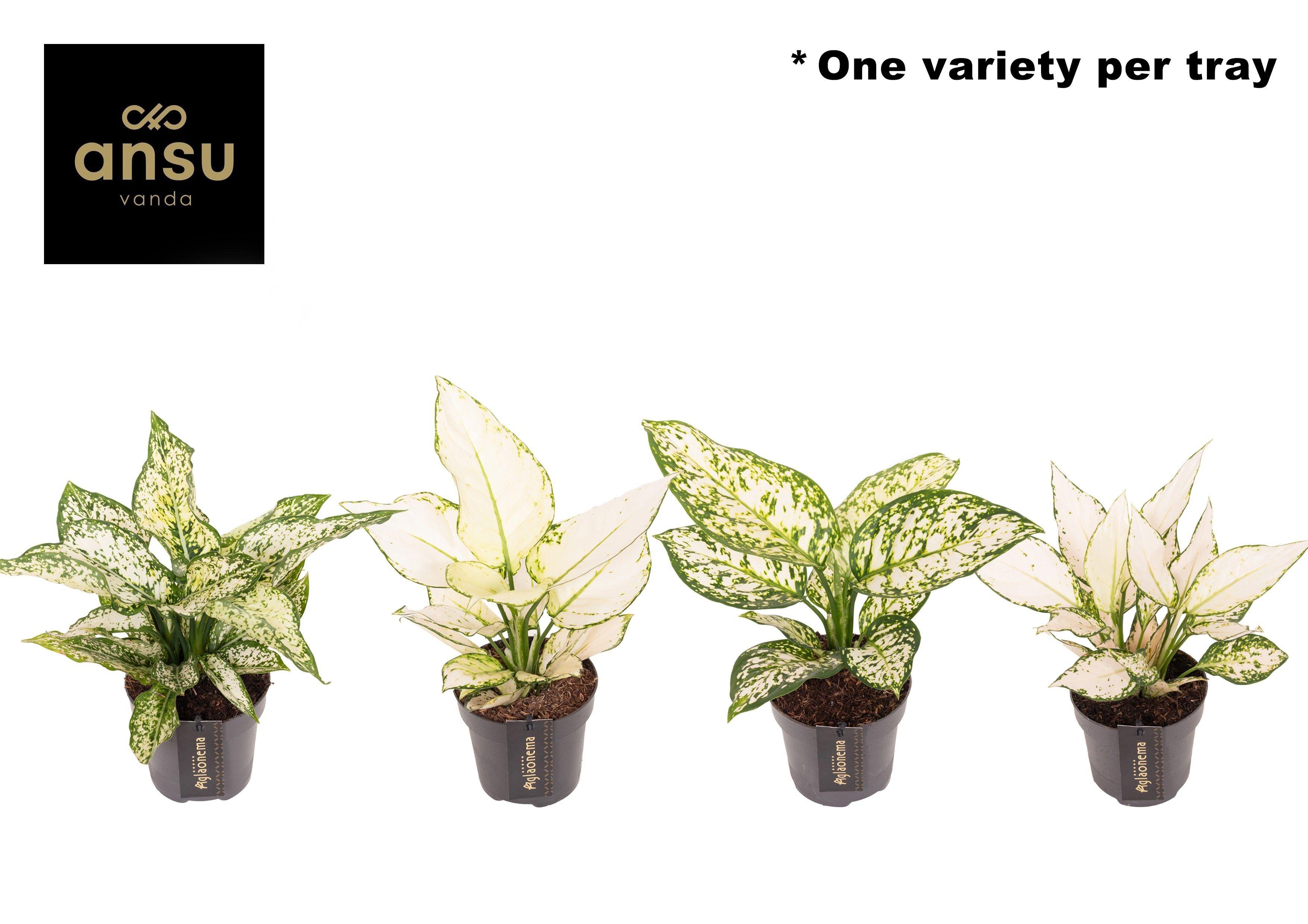 Горшечные цветы и растения оптом Aglaonema White Surprise Tray от 6шт из Голландии с доставкой по России