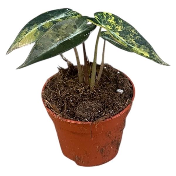 Горшечные цветы и растения оптом Alocasia Bambino Aurea от 1шт (для телеги) из Голландии с доставкой по России