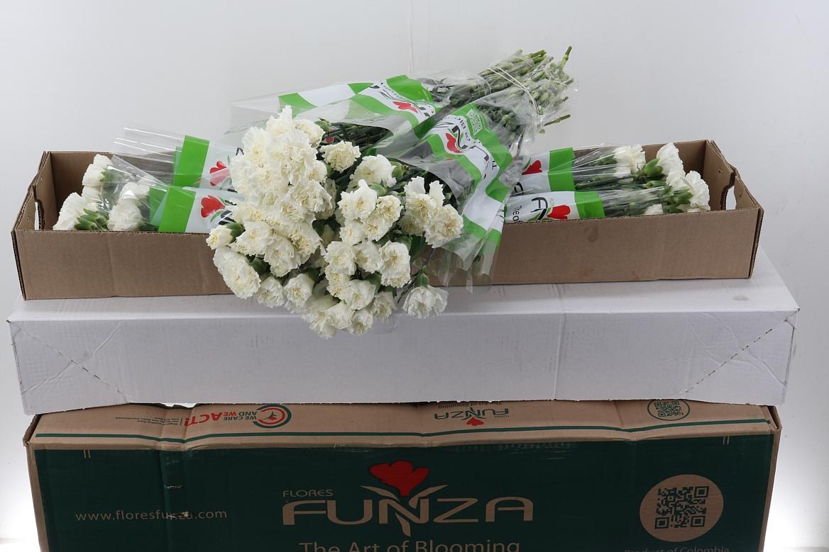 Срезанные цветы оптом Dianthus st delphi от 160шт из Голландии с доставкой по России