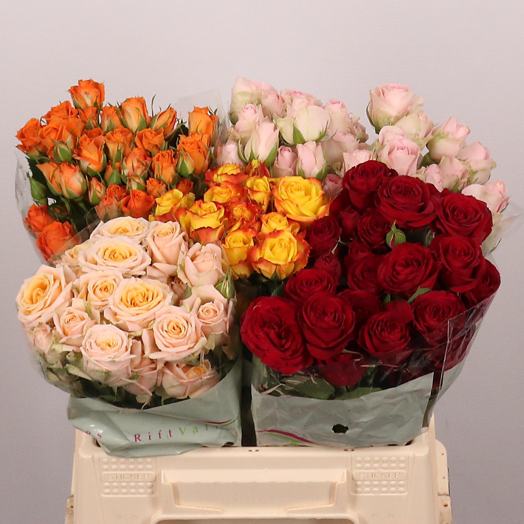 Срезанные цветы оптом Rosa spray mix in bucket от 20шт из Голландии с доставкой по России