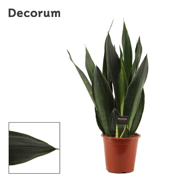 Горшечные цветы и растения оптом Sansevieria Black Diamond (decorum) от 4шт из Голландии с доставкой по России