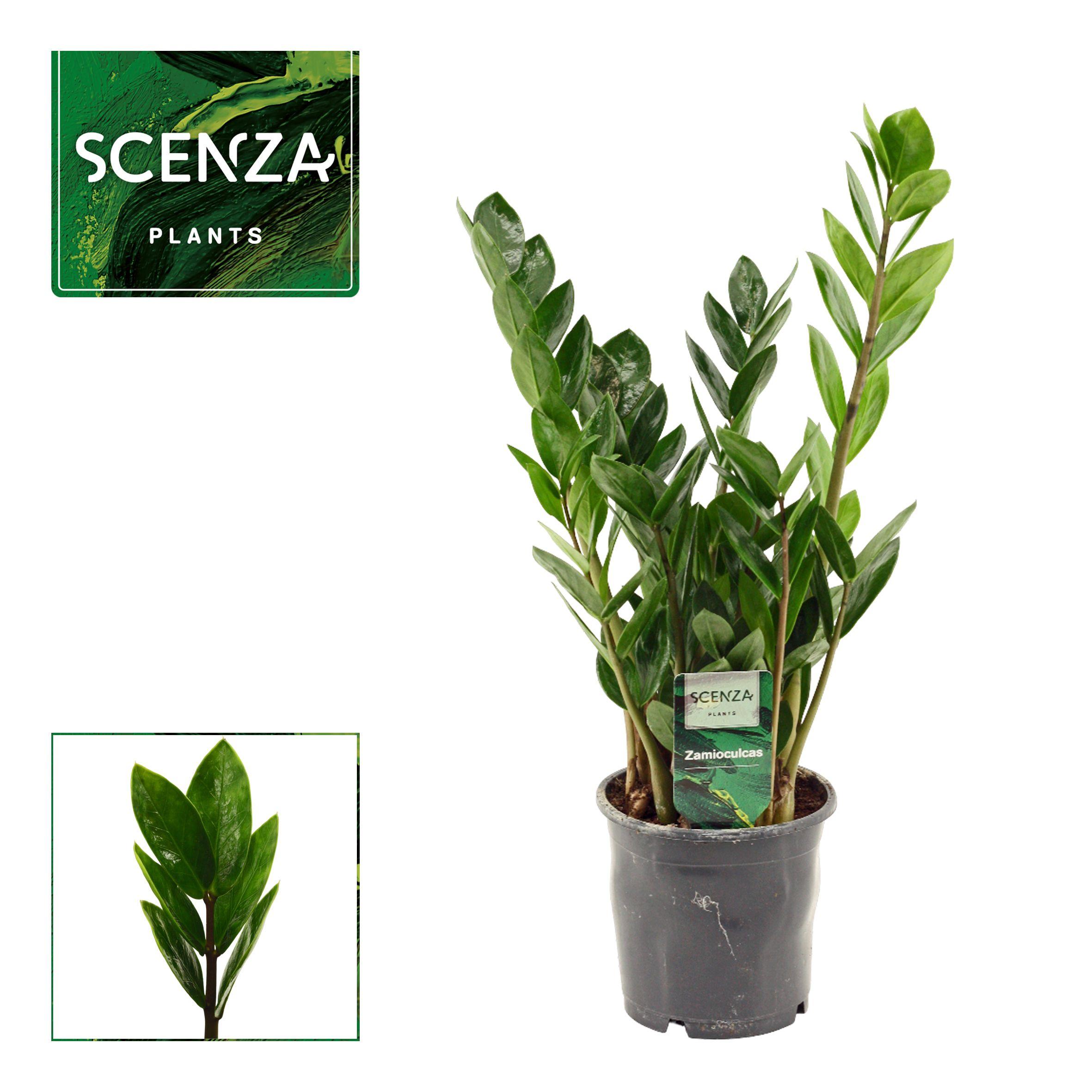 Горшечные цветы и растения оптом Zamio Lima от 6шт из Голландии с доставкой по России