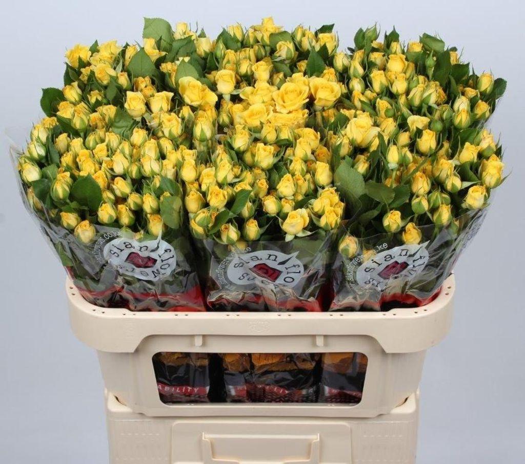 Срезанные цветы оптом Rosa spray yellow babe от 60шт из Голландии с доставкой по России