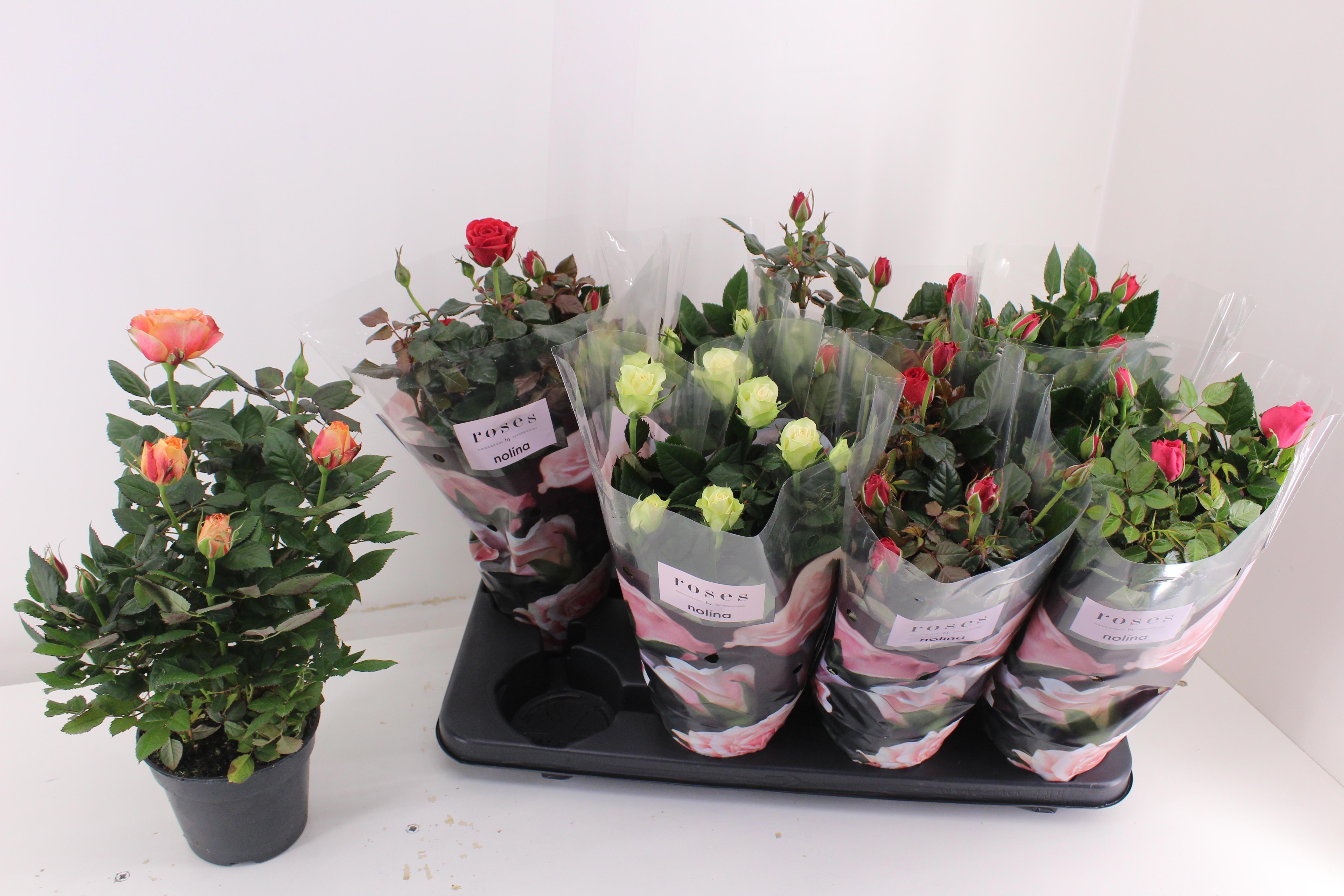 Горшечные цветы и растения оптом Ro Pathit Gem 4 Srt от 8шт из Голландии с доставкой по России