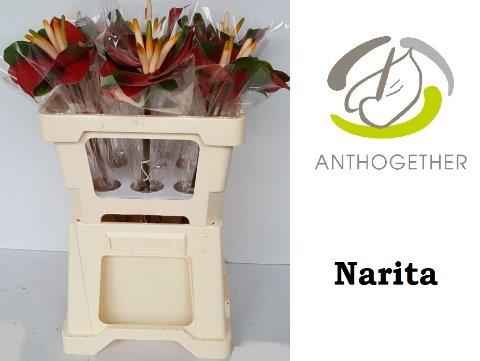 Срезанные цветы оптом Anthurium narita от 30шт из Голландии с доставкой по России