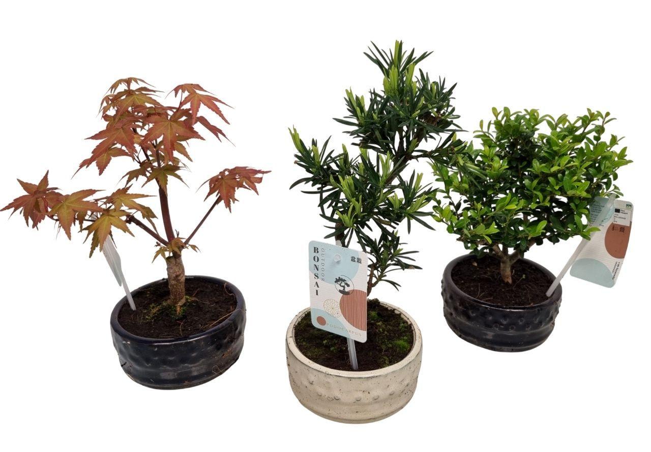 Горшечные цветы и растения оптом Bonsai Gem от 10шт из Голландии с доставкой по России