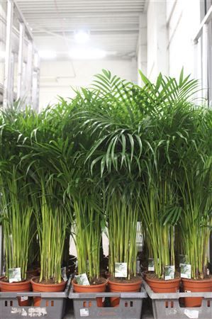 Горшечные цветы и растения оптом Dypsis Lutescens 25pp от 4шт из Голландии с доставкой по России