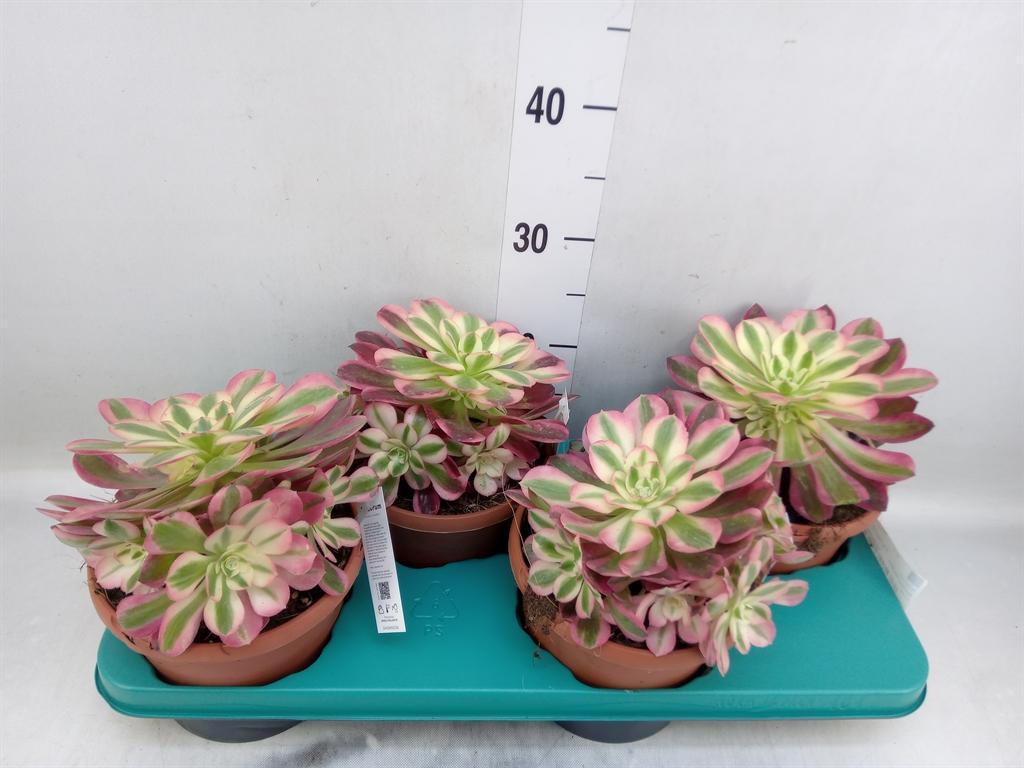 Горшечные цветы и растения оптом Aeonium   ... от 4шт из Голландии с доставкой по России