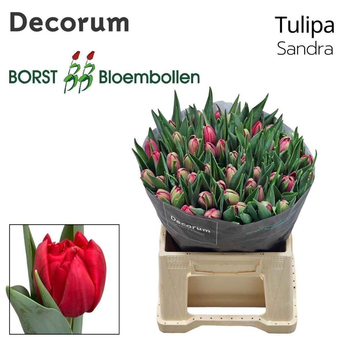 Срезанные цветы оптом Tulipa do sandra от 50шт из Голландии с доставкой по России