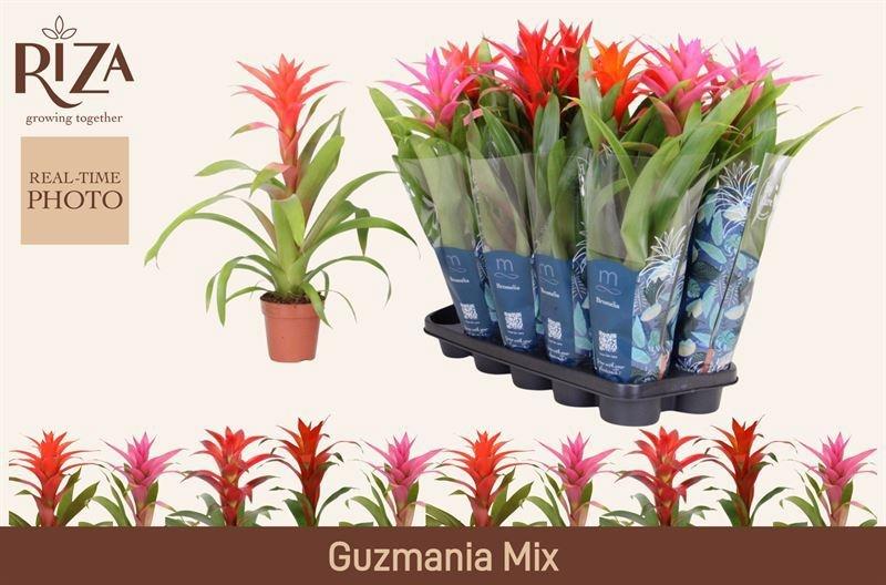 Горшечные цветы и растения оптом Guzm Gem 5 Srt от 10шт из Голландии с доставкой по России