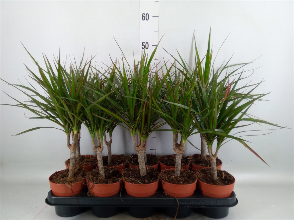 Горшечные цветы и растения оптом Dracaena Marg. от 10шт из Голландии с доставкой по России