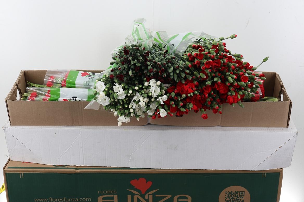 Срезанные цветы оптом Dianthus sp mix xmas от 160шт из Голландии с доставкой по России