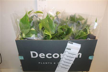 Горшечные цветы и растения оптом Epipr Hang от 6шт из Голландии с доставкой по России