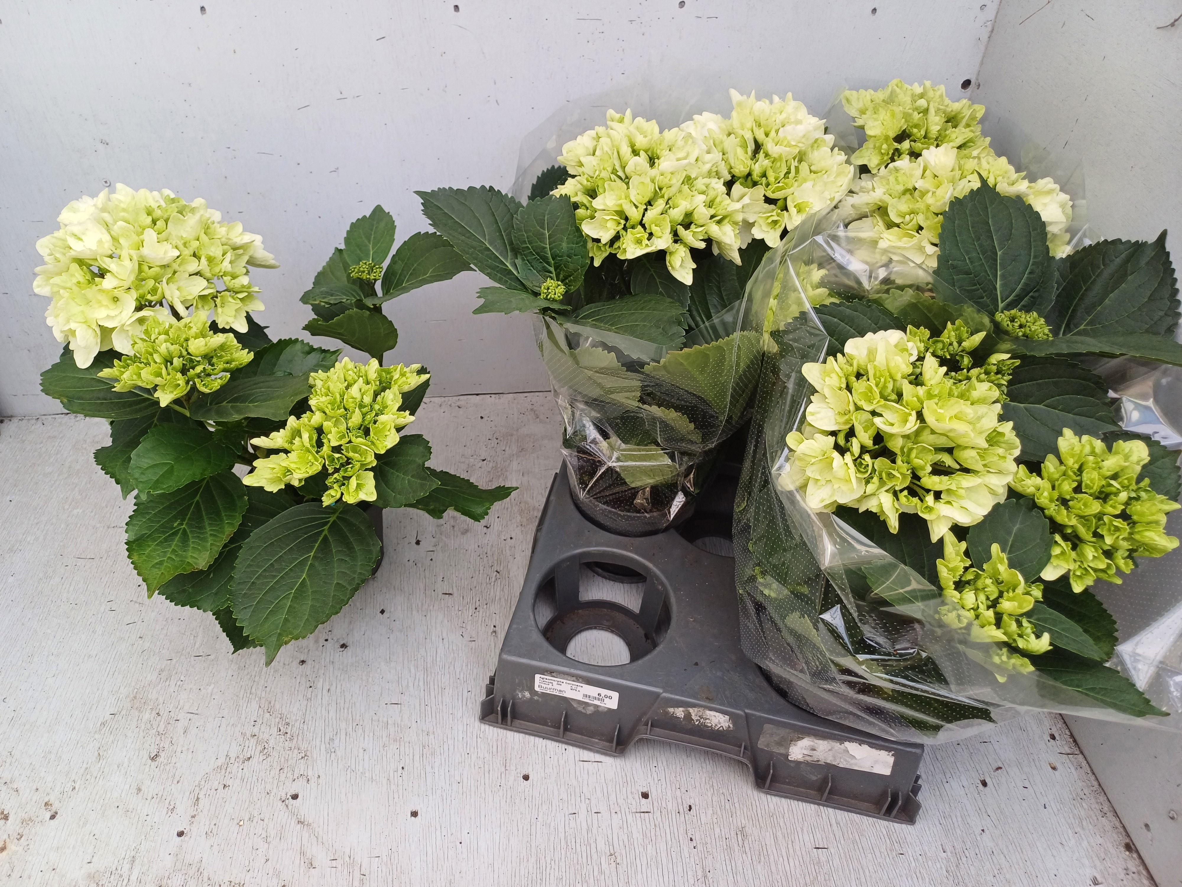 Горшечные цветы и растения оптом Hydr M Schneeball от 6шт из Голландии с доставкой по России