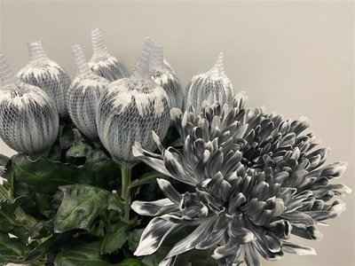 Срезанные цветы оптом Chrys bl paint antonov grey от 40шт из Голландии с доставкой по России