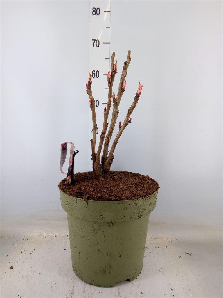 Горшечные цветы и растения оптом Paeonia Suffruticosa   ...mix от 1шт из Голландии с доставкой по России