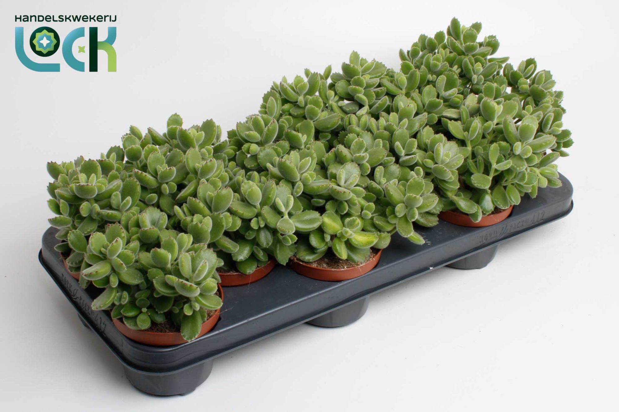 Горшечные цветы и растения оптом Cotyledon Ladismithiensis от 12шт из Голландии с доставкой по России