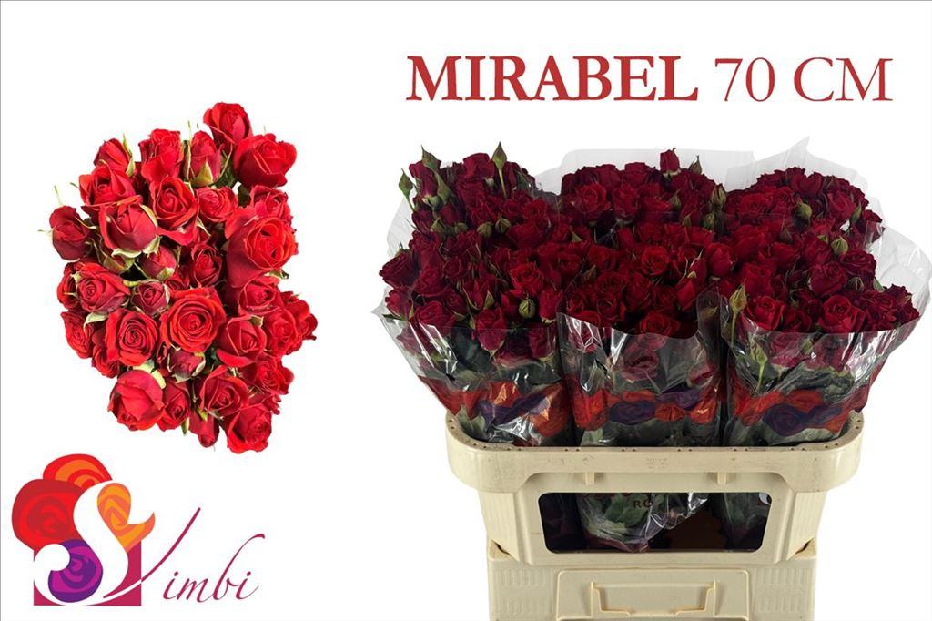 Срезанные цветы оптом Rosa spray mirabel от 250шт из Голландии с доставкой по России