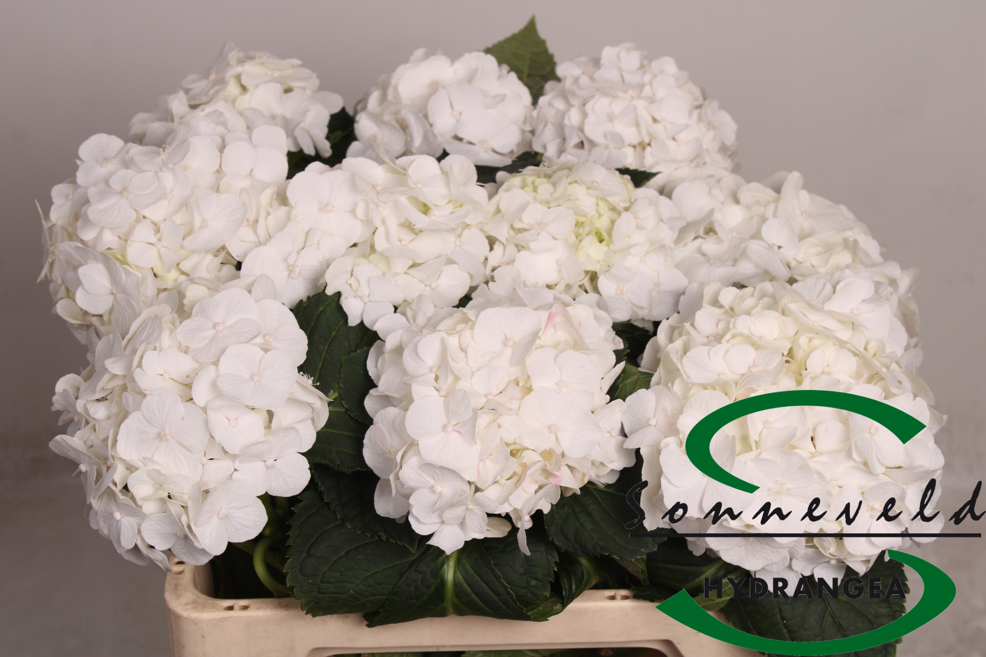 Срезанные цветы оптом Hydrangea white verena от 10шт из Голландии с доставкой по России