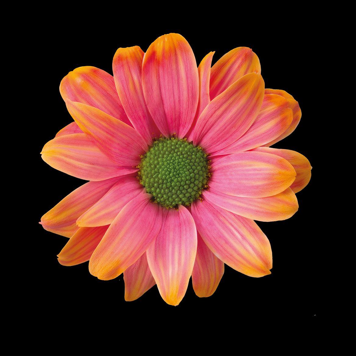 Срезанные цветы оптом Chrys sp paint kennedy roma pink-orange от 40шт из Голландии с доставкой по России