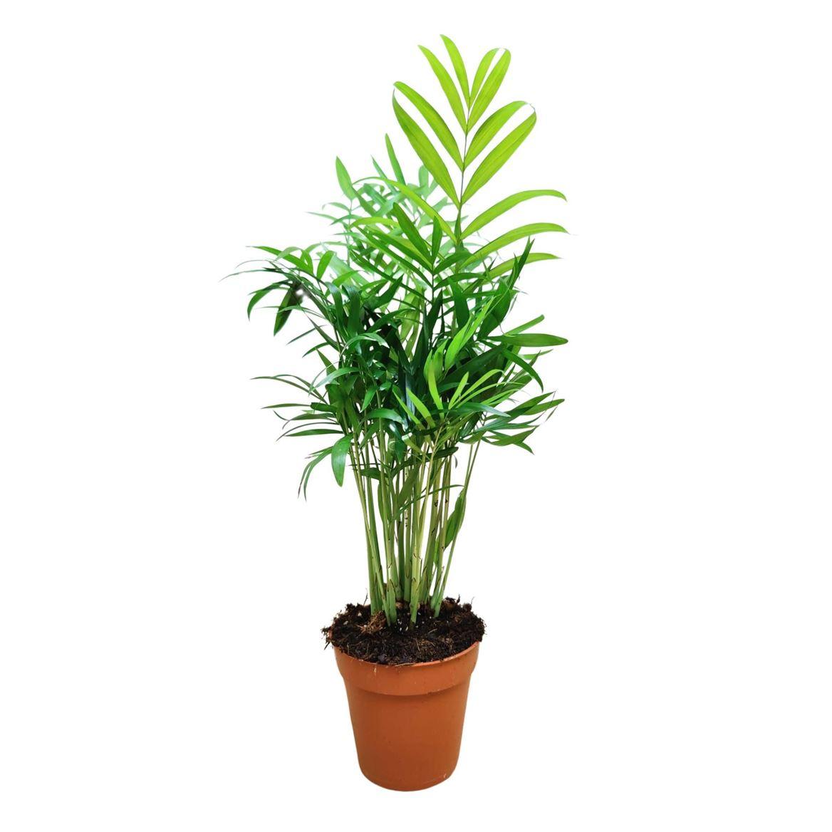 Горшечные цветы и растения оптом Chamaedorea Elegans от 18шт (для телеги) из Голландии с доставкой по России
