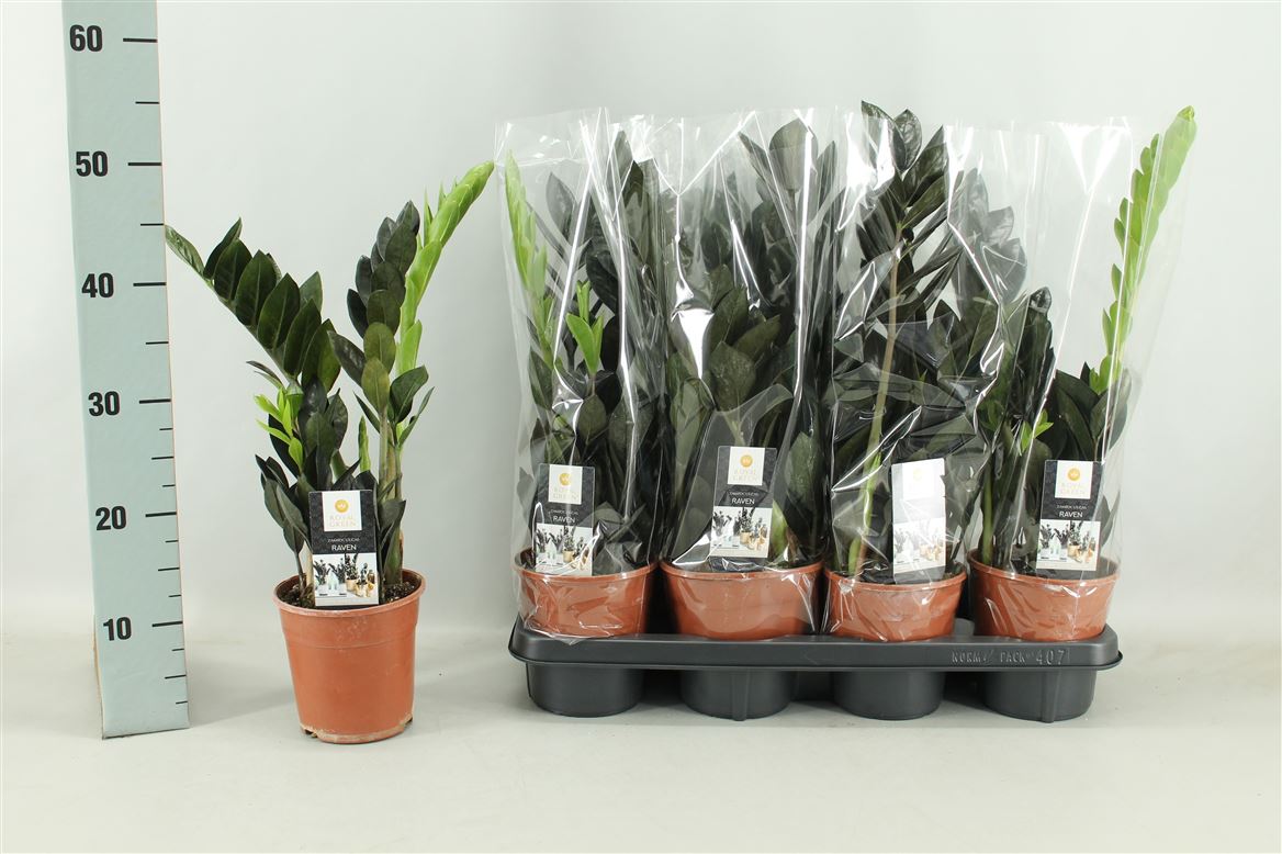 Горшечные цветы и растения оптом Zamioculcas Raven 3+ от 7шт из Голландии с доставкой по России