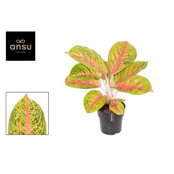 Горшечные цветы и растения оптом Aglaonema Grand Blossom от 3шт из Голландии с доставкой по России