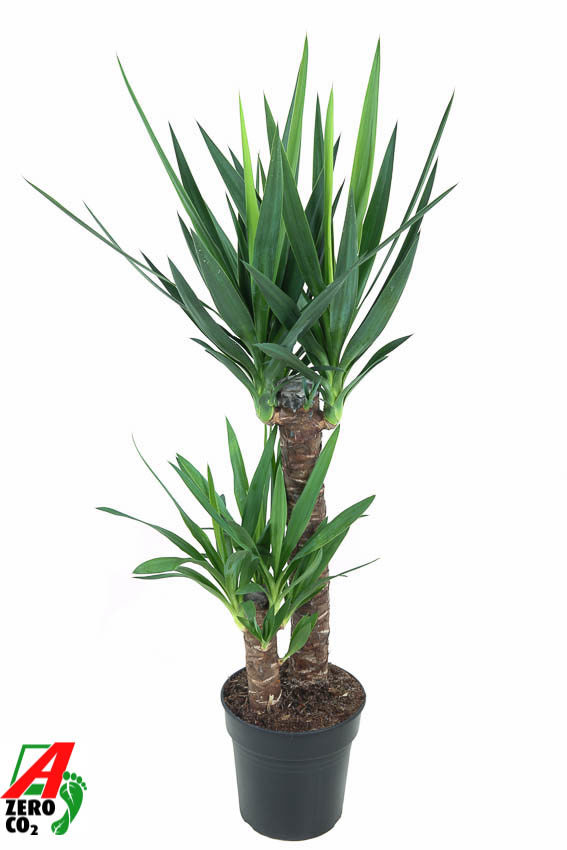 Горшечные цветы и растения оптом Yucca 60-30 2+ от 1шт из Голландии с доставкой по России