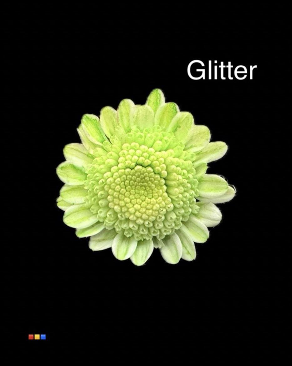 Срезанные цветы оптом Chrys sp paint stallion dusty green + glitter от 60шт из Голландии с доставкой по России