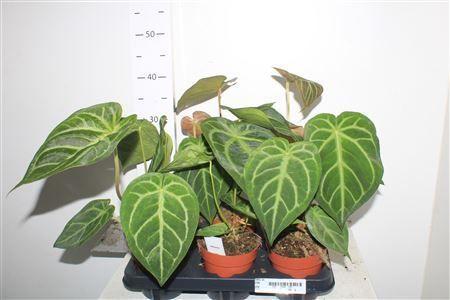 Горшечные цветы и растения оптом Anth Magnificum от 6шт из Голландии с доставкой по России