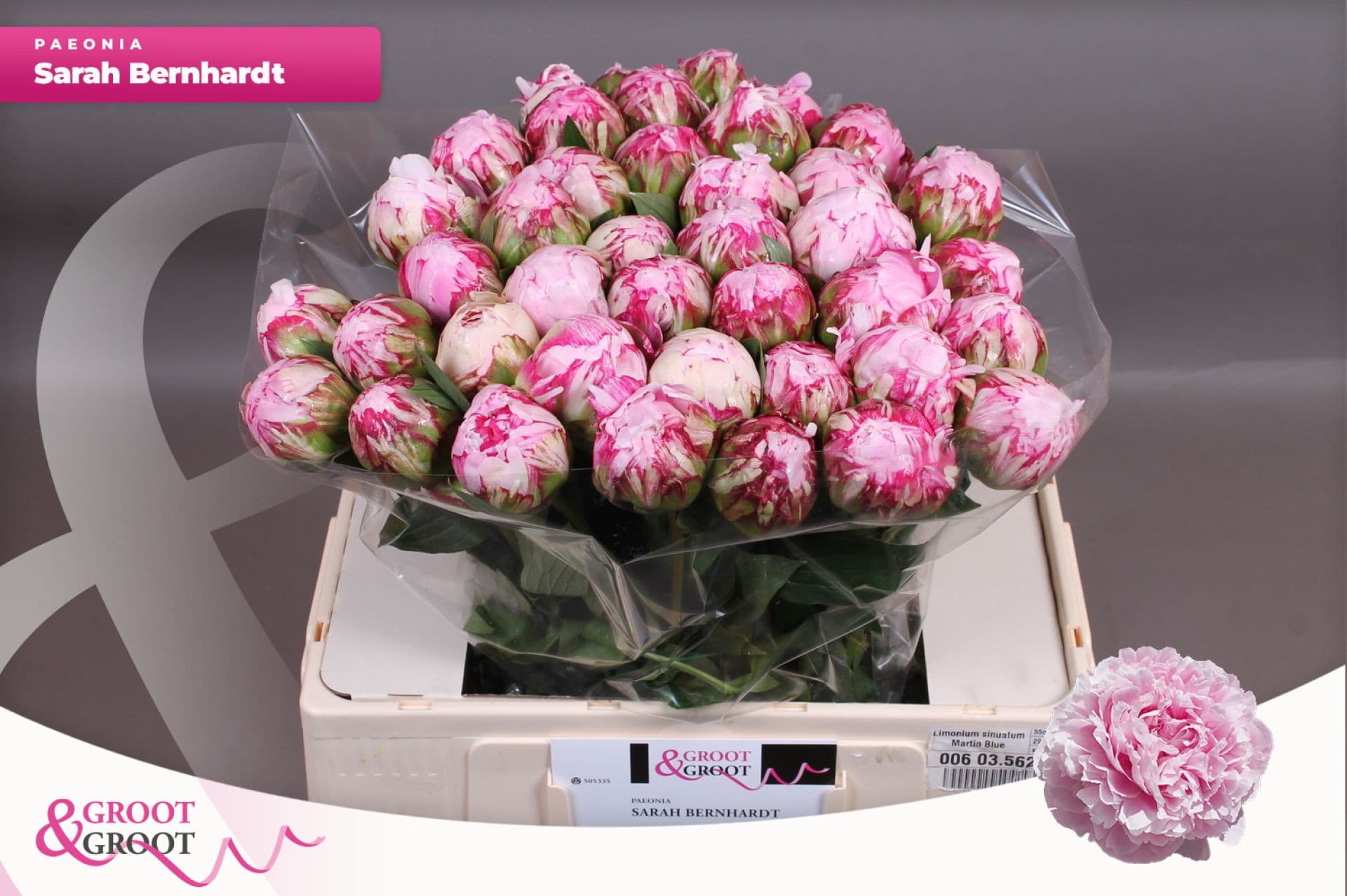 Срезанные цветы оптом Paeonia sarah bernhardt от 40шт из Голландии с доставкой по России