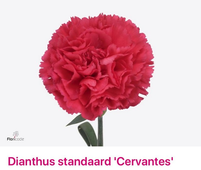 Срезанные цветы оптом Dianthus st cervantes от 80шт из Голландии с доставкой по России