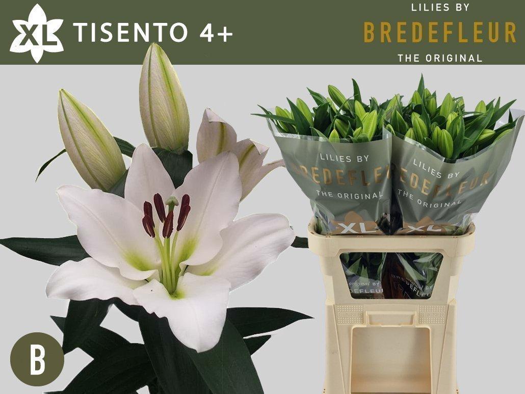 Срезанные цветы оптом Lilium or tisento от 40шт. из Голландии с доставкой по России