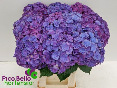 Срезанные цветы оптом Hydrangea royal anastasia от 10шт из Голландии с доставкой по России