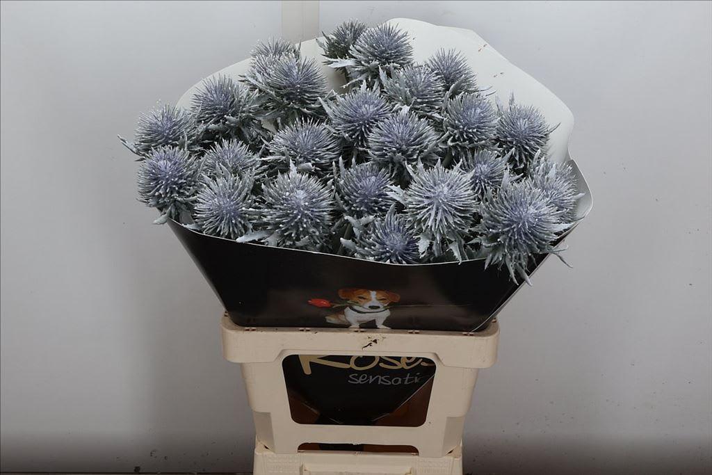Срезанные цветы оптом Eryngium wax white от 10шт из Голландии с доставкой по России