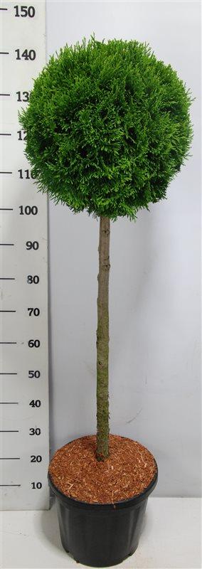 Горшечные цветы и растения оптом Thuja Occ Smaragd On Stem от 1шт из Голландии с доставкой по России