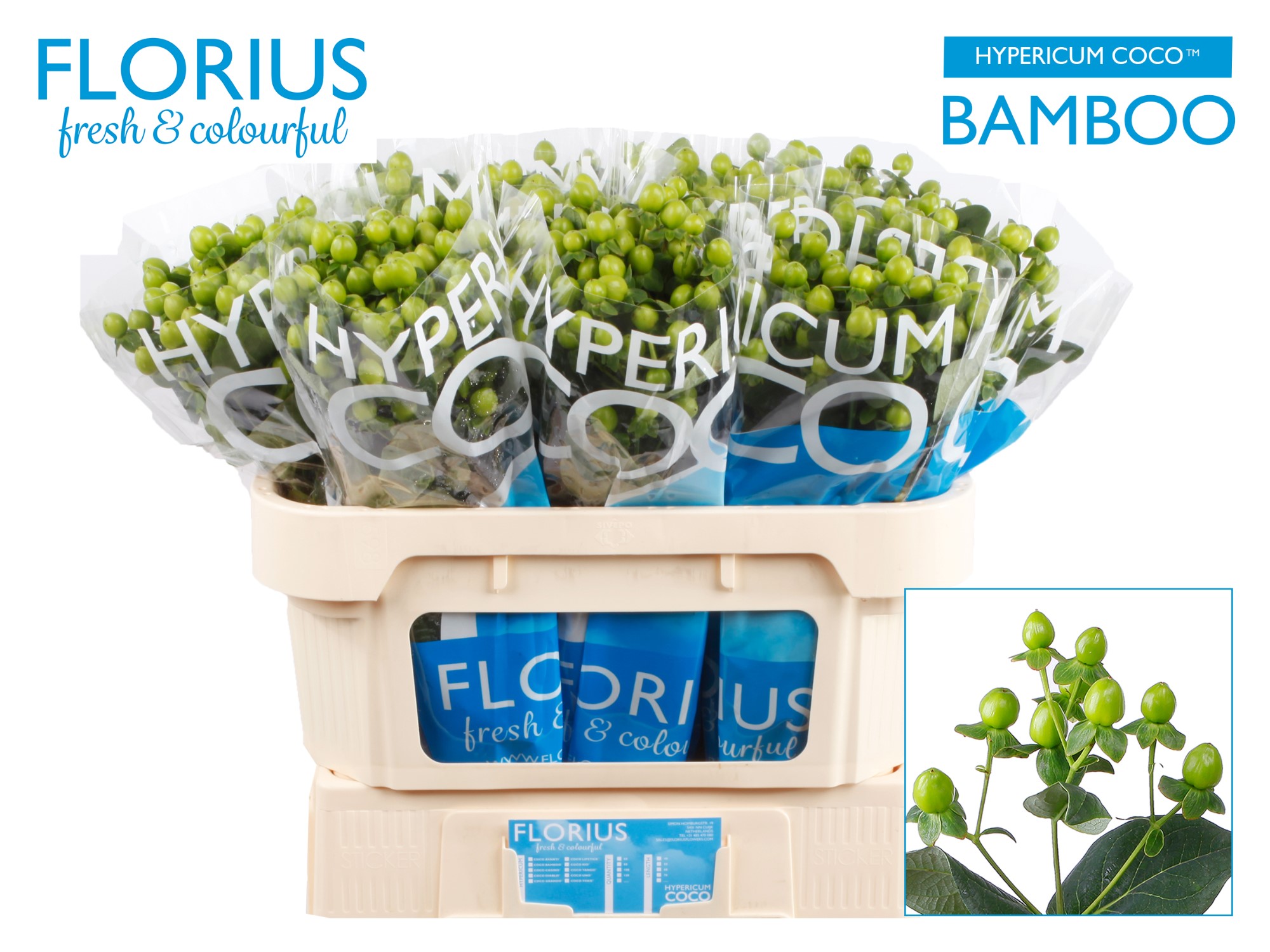 Срезанные цветы оптом Hypericum coco bamboo от 100шт из Голландии с доставкой по России