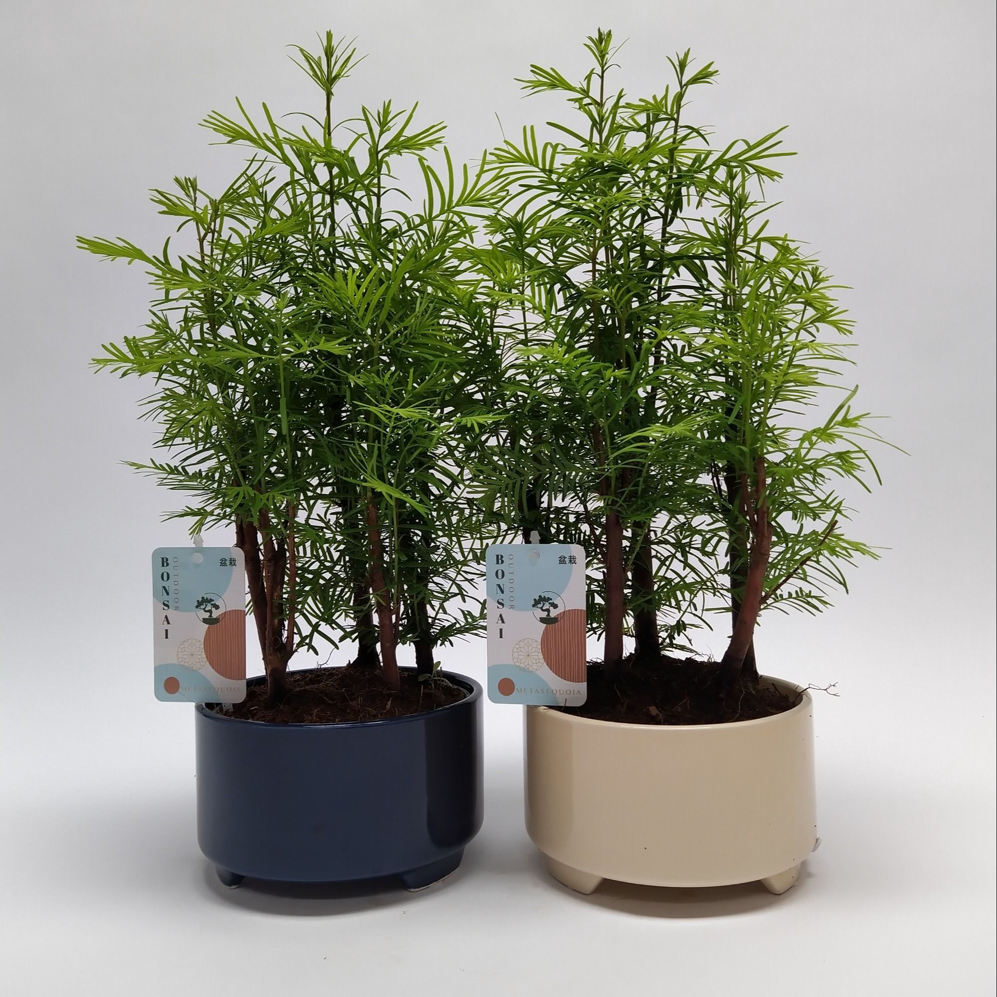 Горшечные цветы и растения оптом Bonsai Mix Traditonial от 6шт из Голландии с доставкой по России
