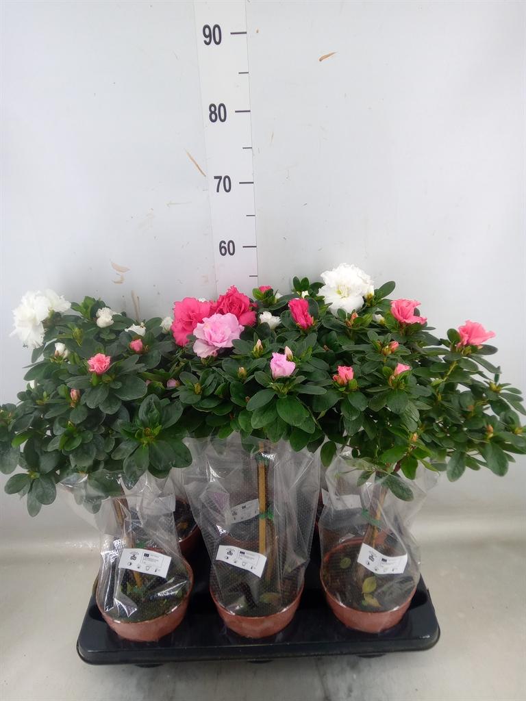 Горшечные цветы и растения оптом Rhododendron Sim.   ... от 6шт из Голландии с доставкой по России